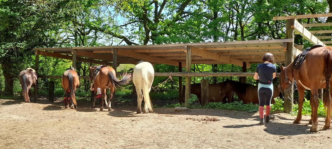 ecuries criniere au vent - photo Graziella ELOY Centre équestre Villeneuve-sur-Lot, chevaux, nature